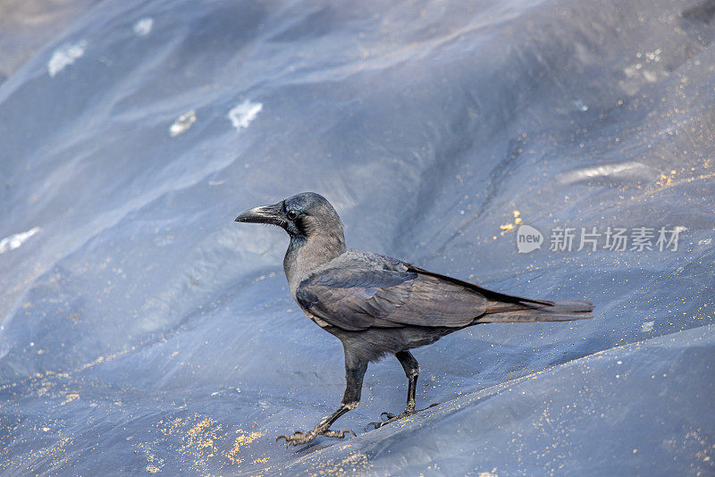 黑色的印第安乌鸦(Corvus splendens)在防水油布上行走